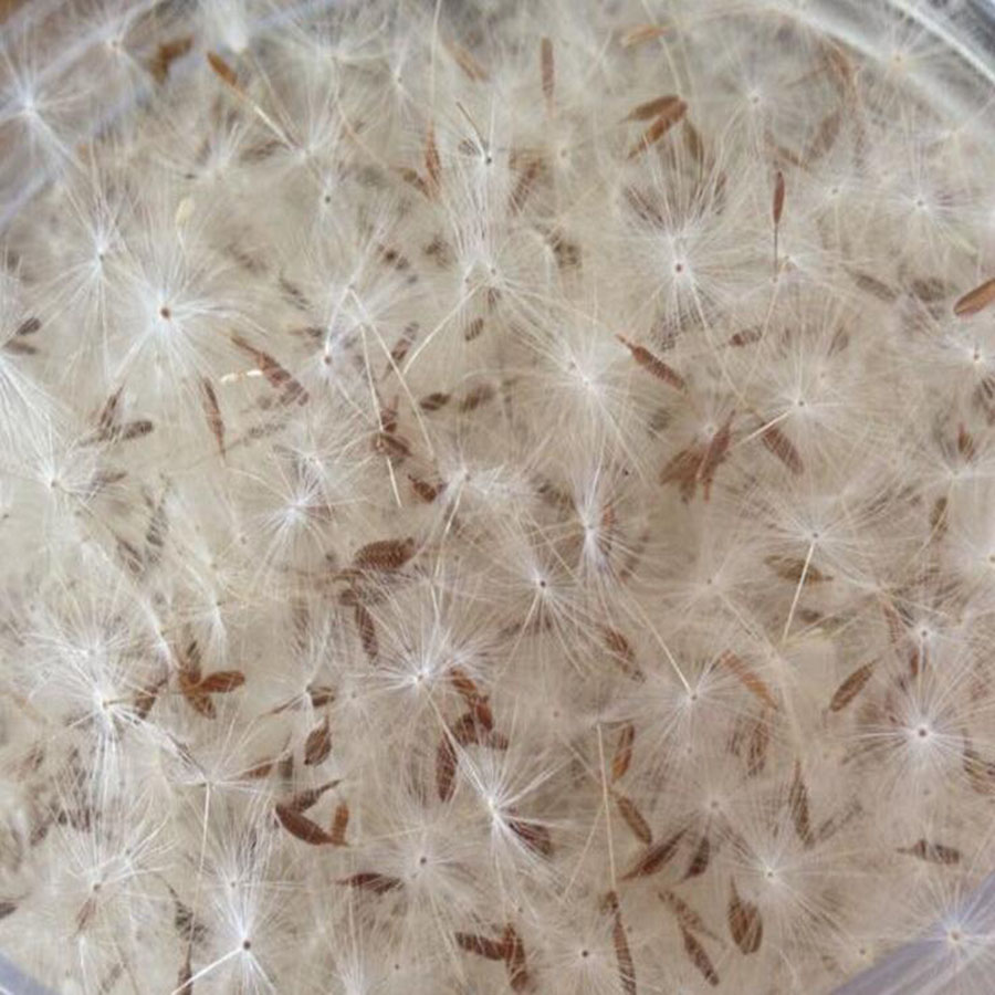 100pcs Mini White Dried Dandel - đánh giá và giá Jewelry Making 3 Year Old